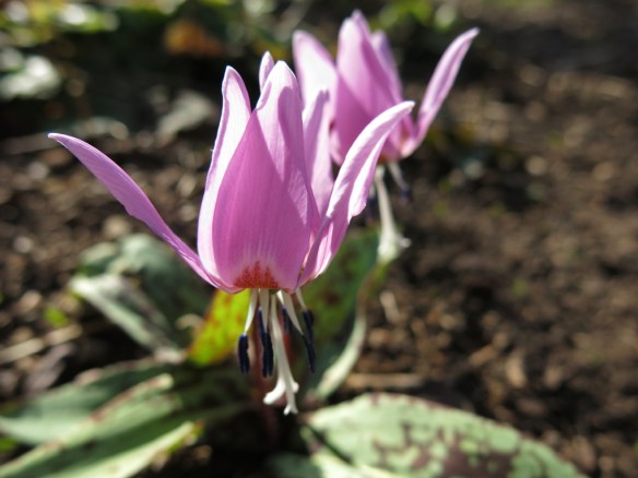 9 april 15 hundtandslilja 'Purple king'