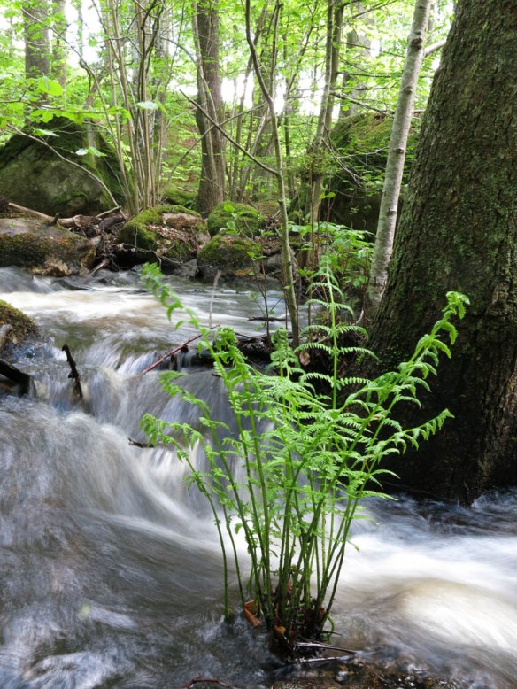 14 maj 15 bokskog 4