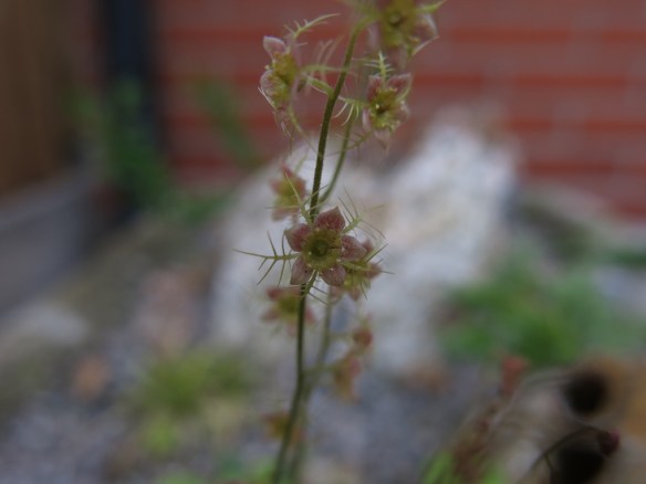 18 maj 15 hypertufatråg stenparti biskopskappa