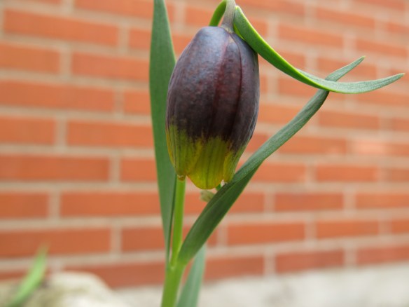 18 maj 15 hypertufatråg stenparti guldkantat klocklilja