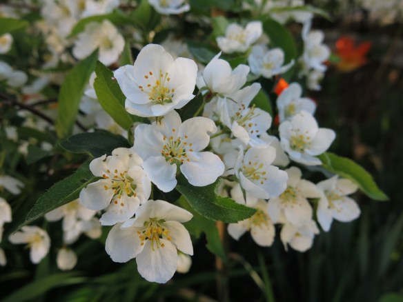 23 maj 15 trädhörn prydnadsapel eskilstuna
