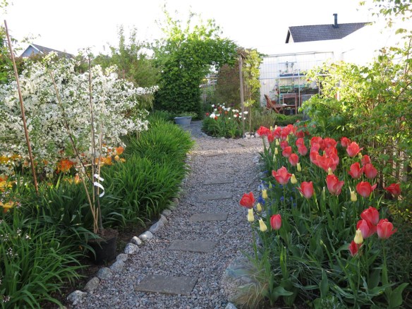 24 maj 15 stora trädäcksrabatten trädhörnet tulpaner 1