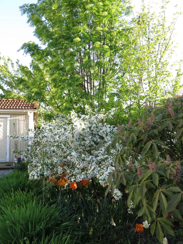 24 maj 15 trädhörnet prydnadsapel kastanj tulpaner 1