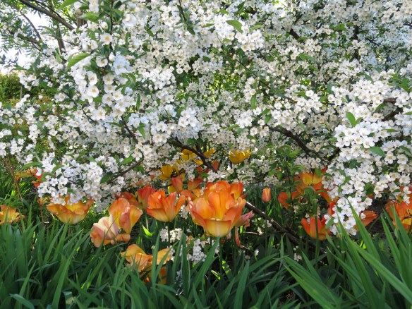 24 maj 15 trädhörnet tulpaner prydnadsapel 1