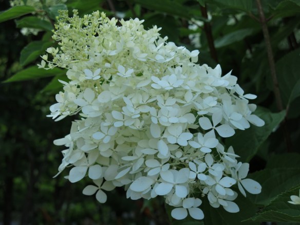 27 juli 14 Trädhörn syrenhortensia 2