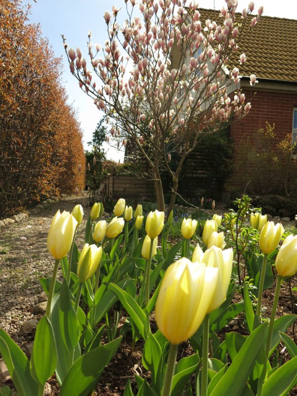 29 april tulpan pionrabatt