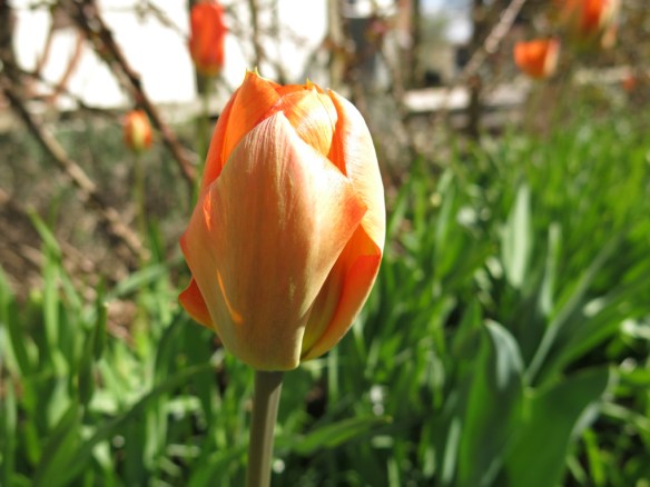 29 april tulpan spaljérabatt 1