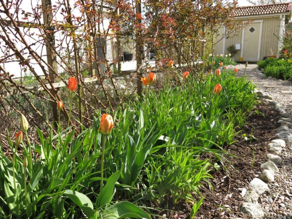 29 april tulpan spaljérabatt 2