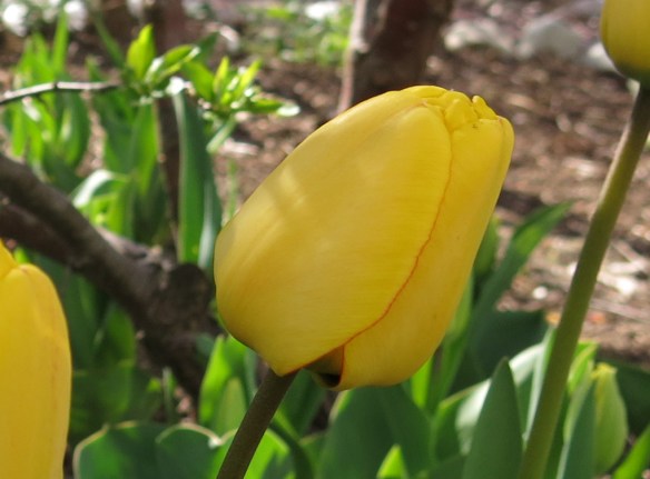 29 april tulpan trädhörnet 3