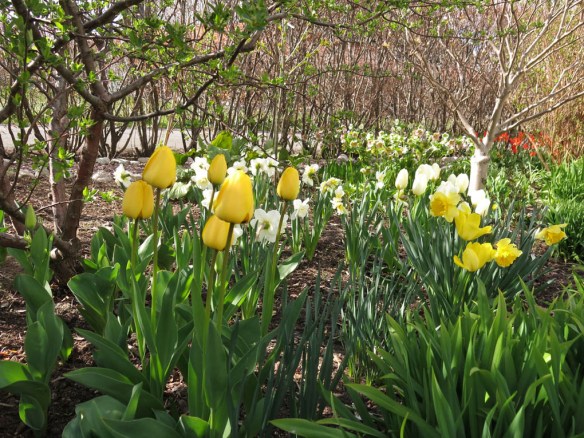 29 april tulpan trädhörnet