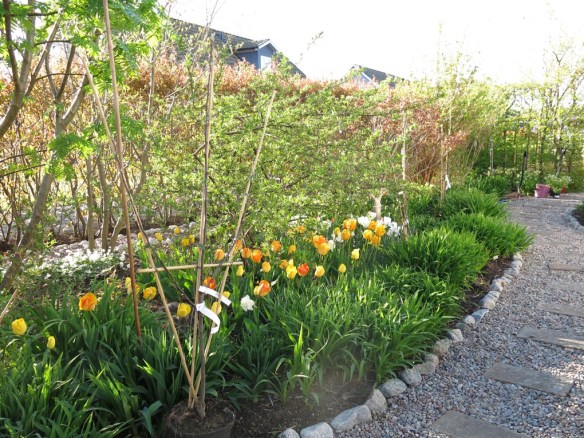 8 maj 15 äppleträd spaljé trädhörn