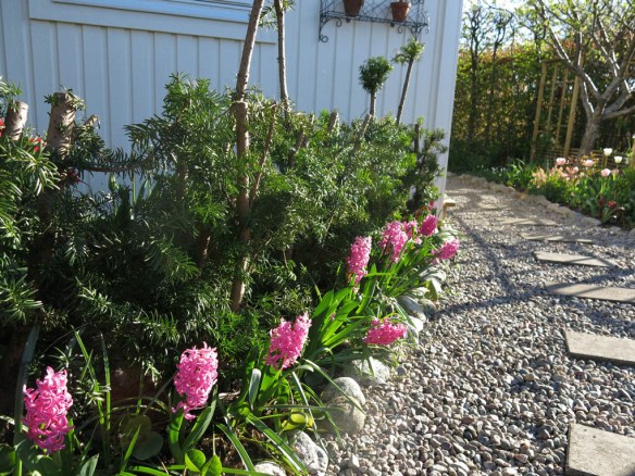 8 maj 15 hyacinter vid skära rabatten idegran