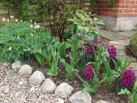 8 maj 15 hyacinter vid torvrabatten