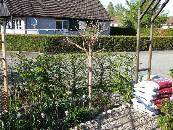 8 maj 15 syrenhortensia skära rabatten