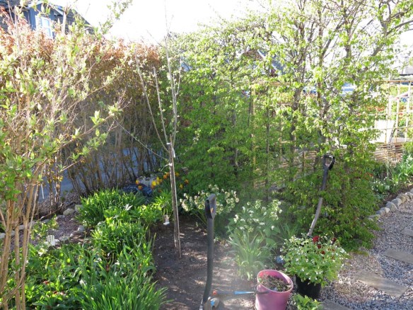 8 maj 15 trädhörnet plommon czar