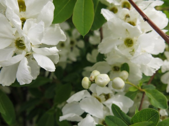 1 juni 15 lundområdet pärlbuske