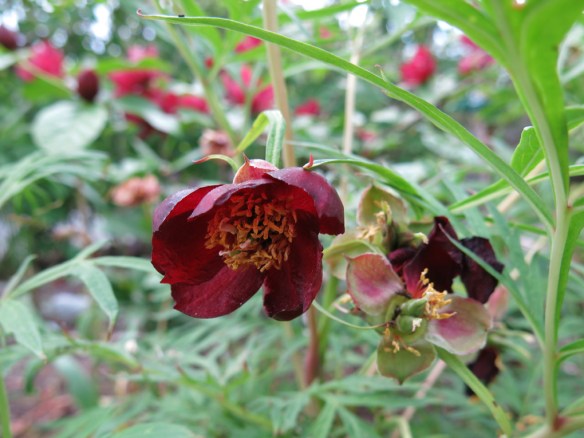 13 juni 15 pion delavayi 1