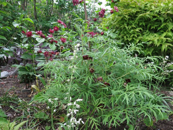 13 juni 15 trädgårdskryddbuske pion delavayi 1