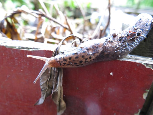 21 juni 15 sniglar leopardsnigel pantersnigel