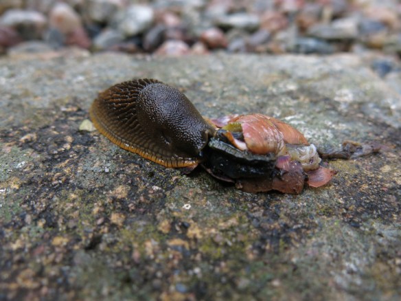 21 juni 15 sniglar mördarsnigel äter snäcka