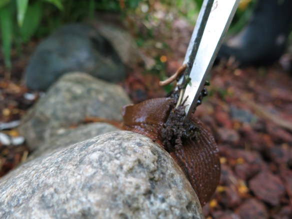 21 juni 15 sniglar mördarsnigel klipp