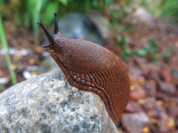 21 juni 15 sniglar mördarsnigel