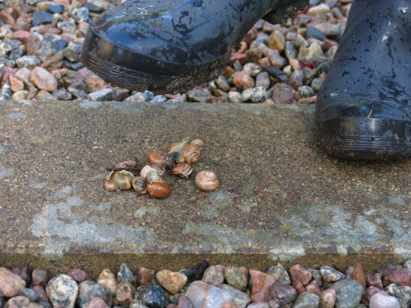 21 juni 15 sniglar snäckor