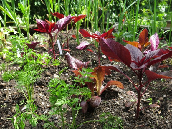 21 juni 15 trädgårdsland 2