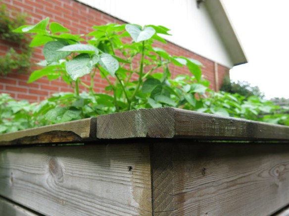 21 juni 15 trädgårdsland sniglar