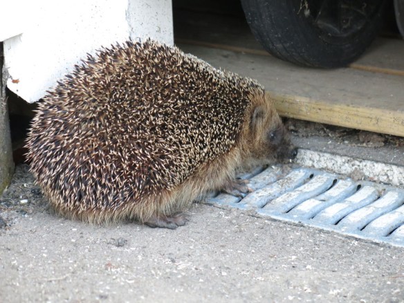 30 juni 15 Igelkott 2