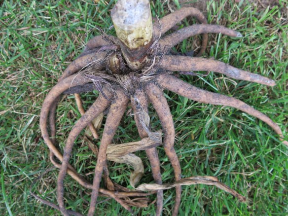 jättestäpplilja rotdel