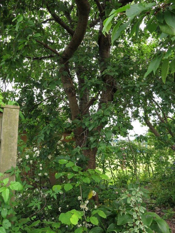 12 juli 15 hunungsros lundområdet bigarråträd 1