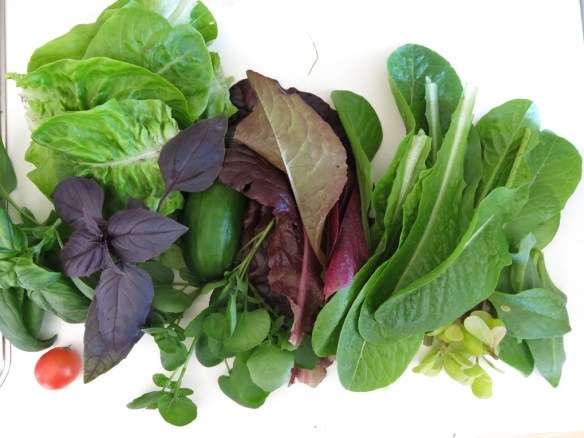 juli 15 sallad bladgrönt 1