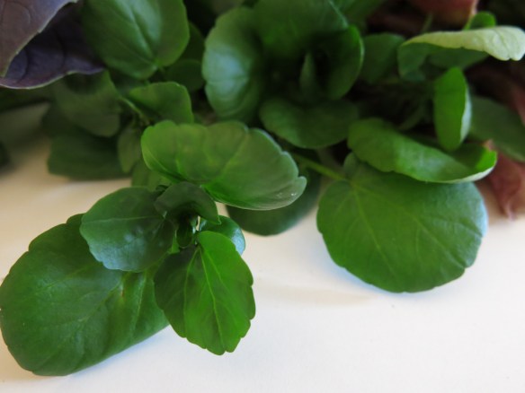 juli 15 sallad bladgrönt 3