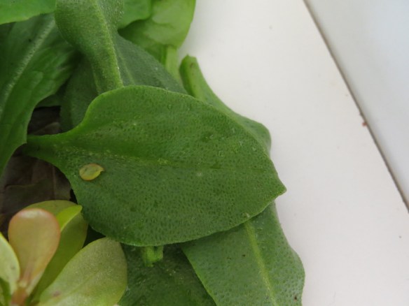 juli 15 sallad bladgrönt 5