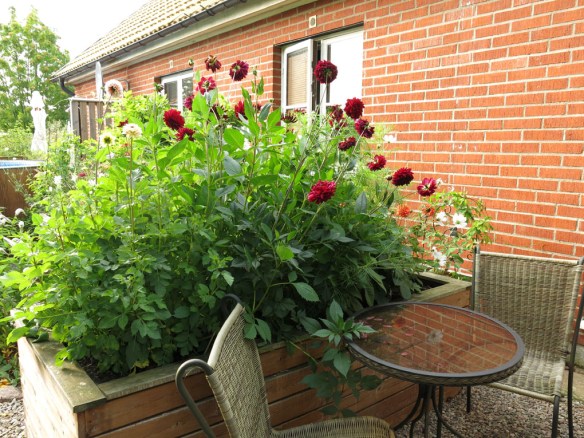 15 aug 15 dahlior rosenskära 1