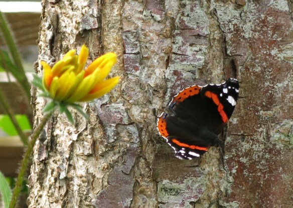 15 aug 15 fjäril pärlemorfjäril