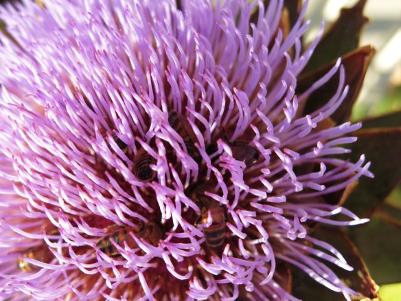 21 aug 15 kronärtskocka 1