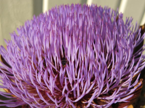 21 aug 15 kronärtskocka 2