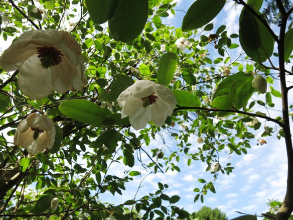 24 maj 14 botan wilsonmagnolia