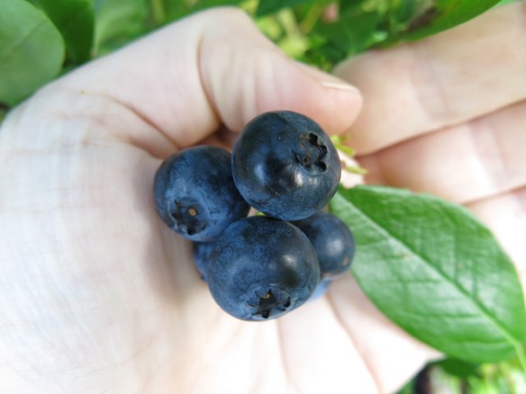 11 sep 15 blåbär