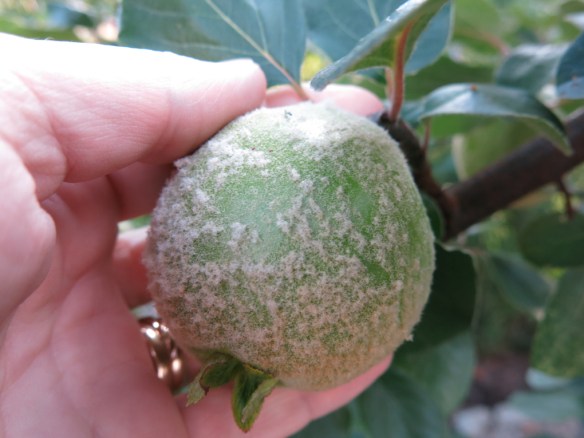 11 sep kvitten Leskovacka