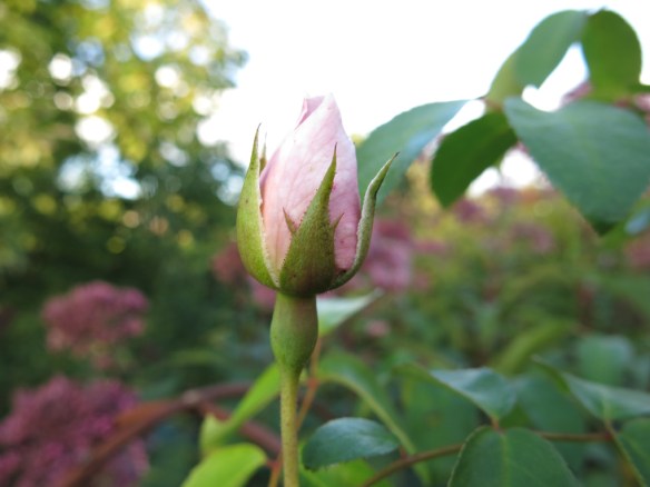 19 sep 15 austinros pionrabatt barbara austin