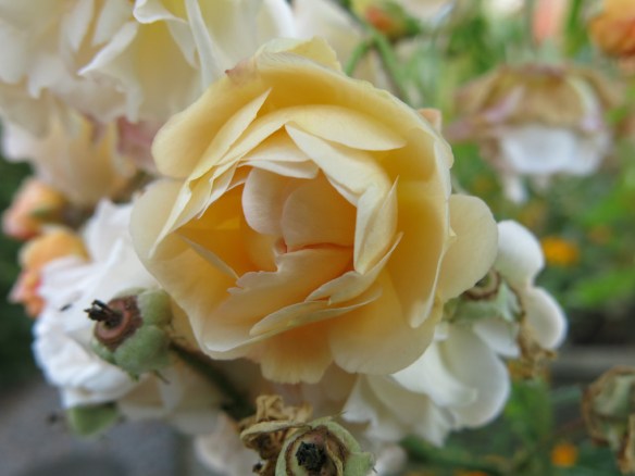 19 sep 15 gislaine de feligonde