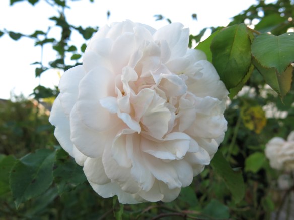 19 sep 15 mme Alfred Carrière