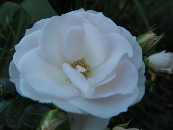 19 sep 15 ros Aspirin