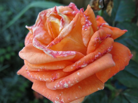 19 sep 15 ros flora danica