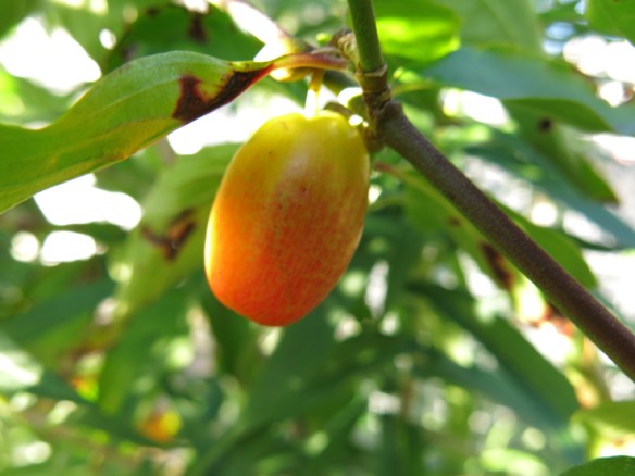 27 sep 15 körsbärskornell