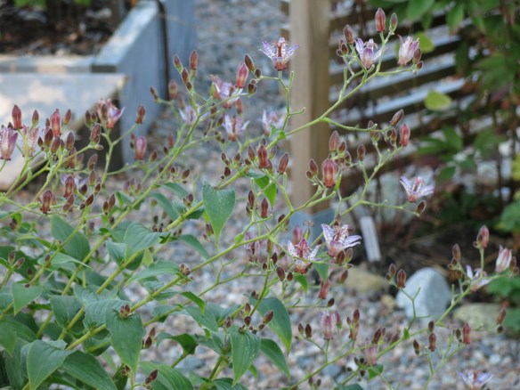 27 sep 15 skugglilja pink freckles 1