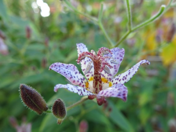 27 sep 15 skugglilja pink freckles 2